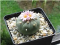 Lophophora williamsii jourdaniana